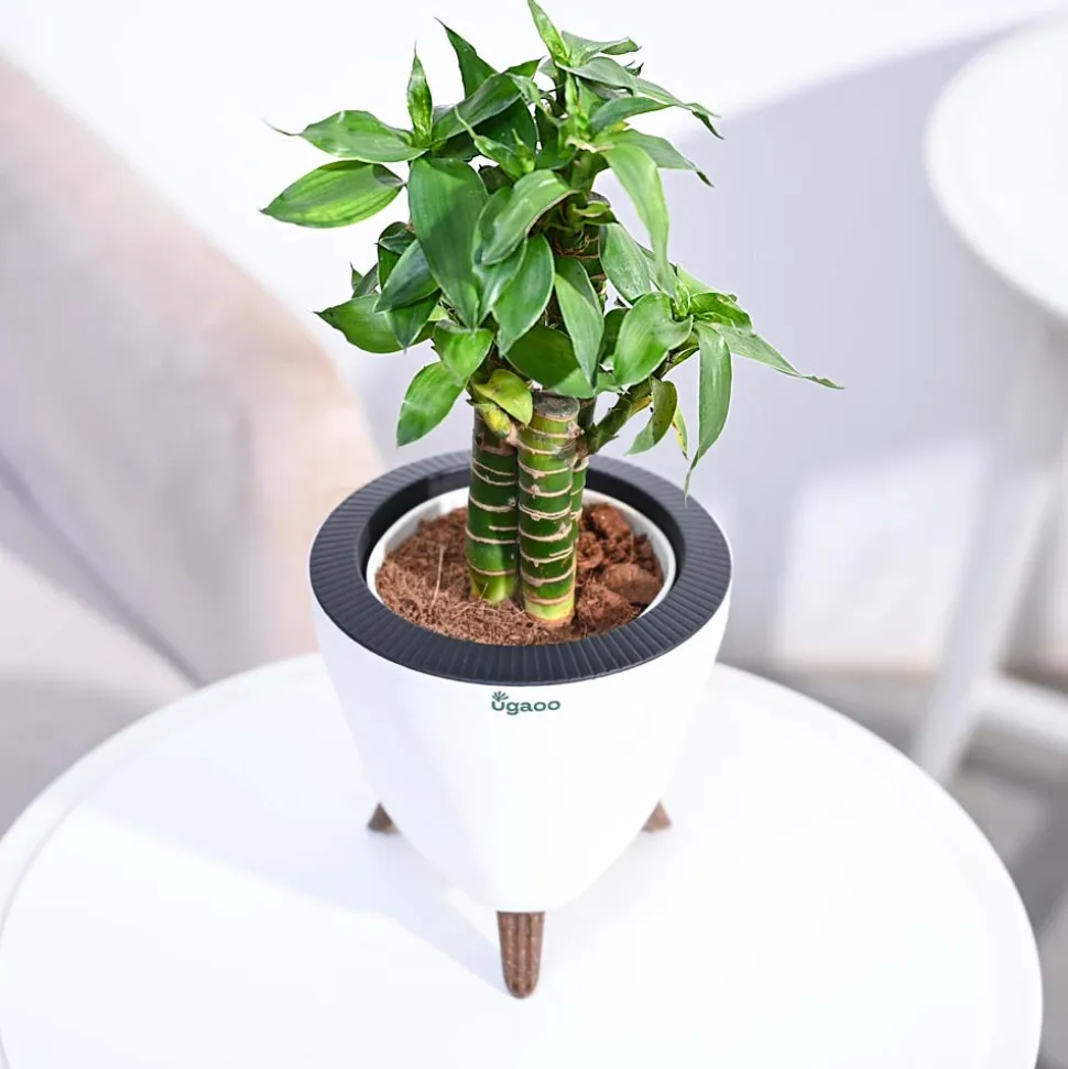 Lotus Bamboo Plant 3 sticks