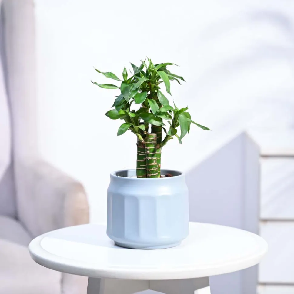 Lotus Bamboo Plant 3 sticks