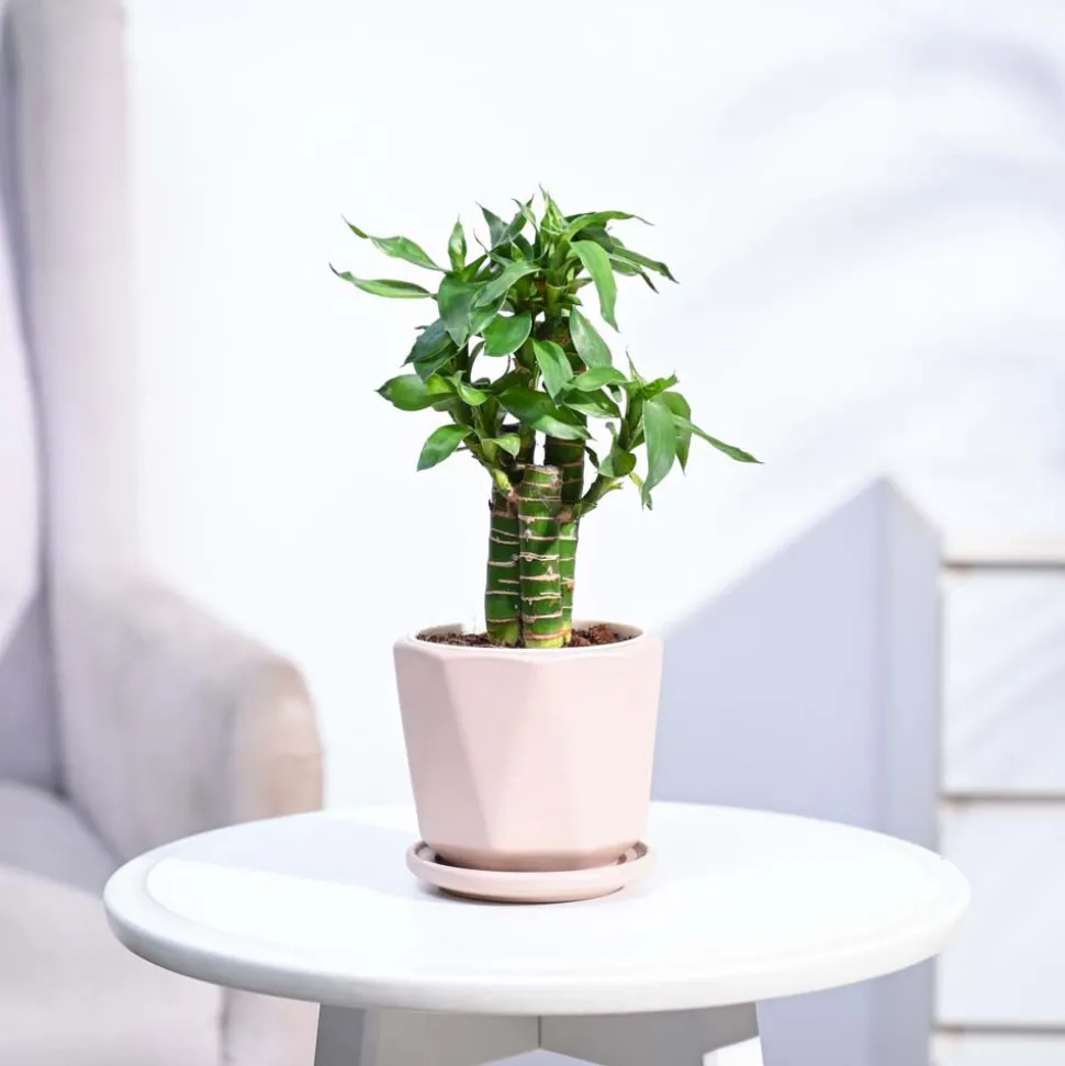 Lotus Bamboo Plant 3 sticks