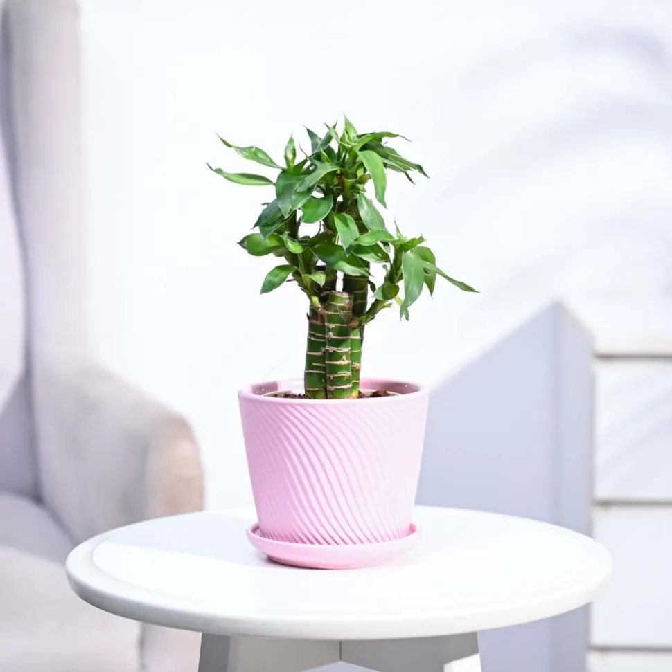 Lotus Bamboo Plant 3 sticks