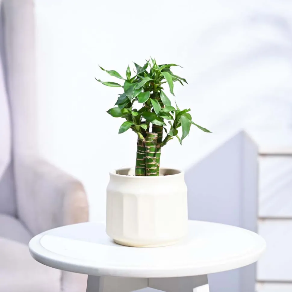 Lotus Bamboo Plant 3 sticks