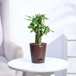 Lotus Bamboo Plant 3 sticks