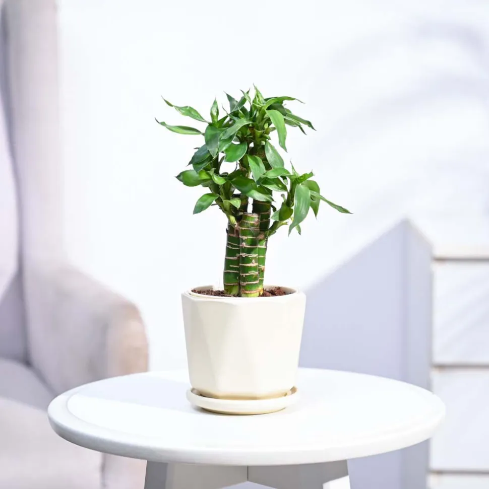 Lotus Bamboo Plant 3 sticks