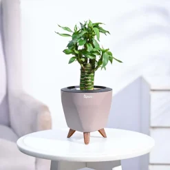 Lotus Bamboo Plant 3 sticks