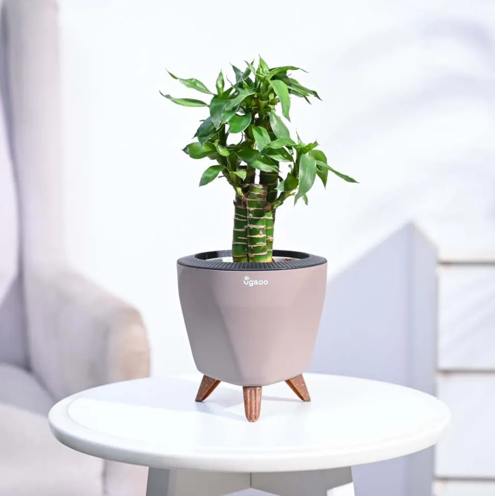 Lotus Bamboo Plant 3 sticks