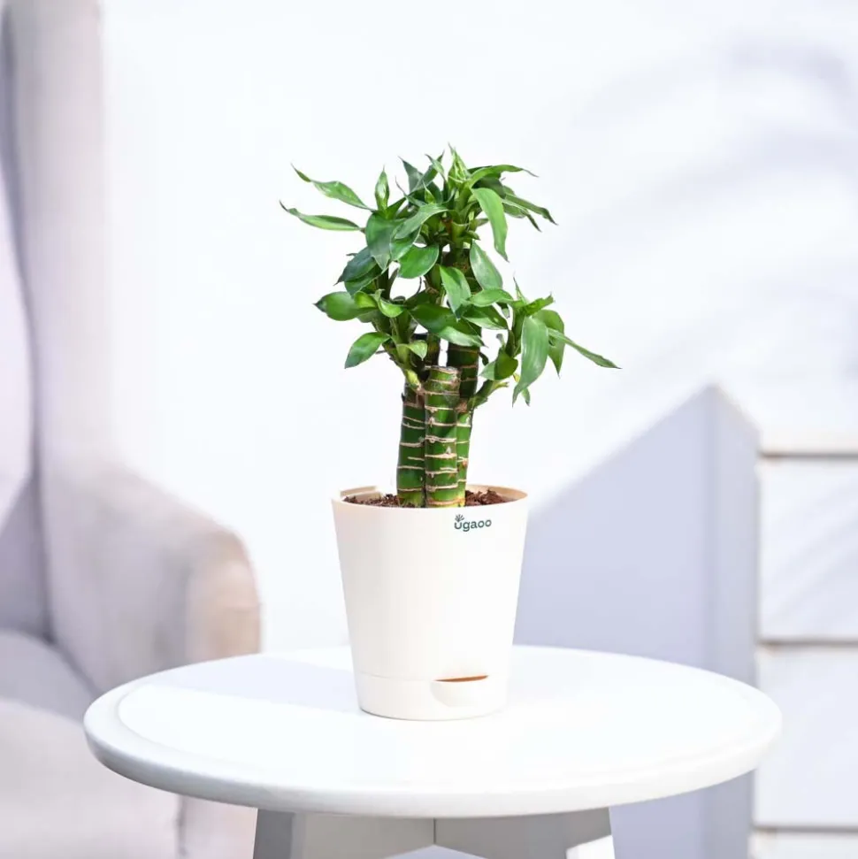 Lotus Bamboo Plant 3 sticks