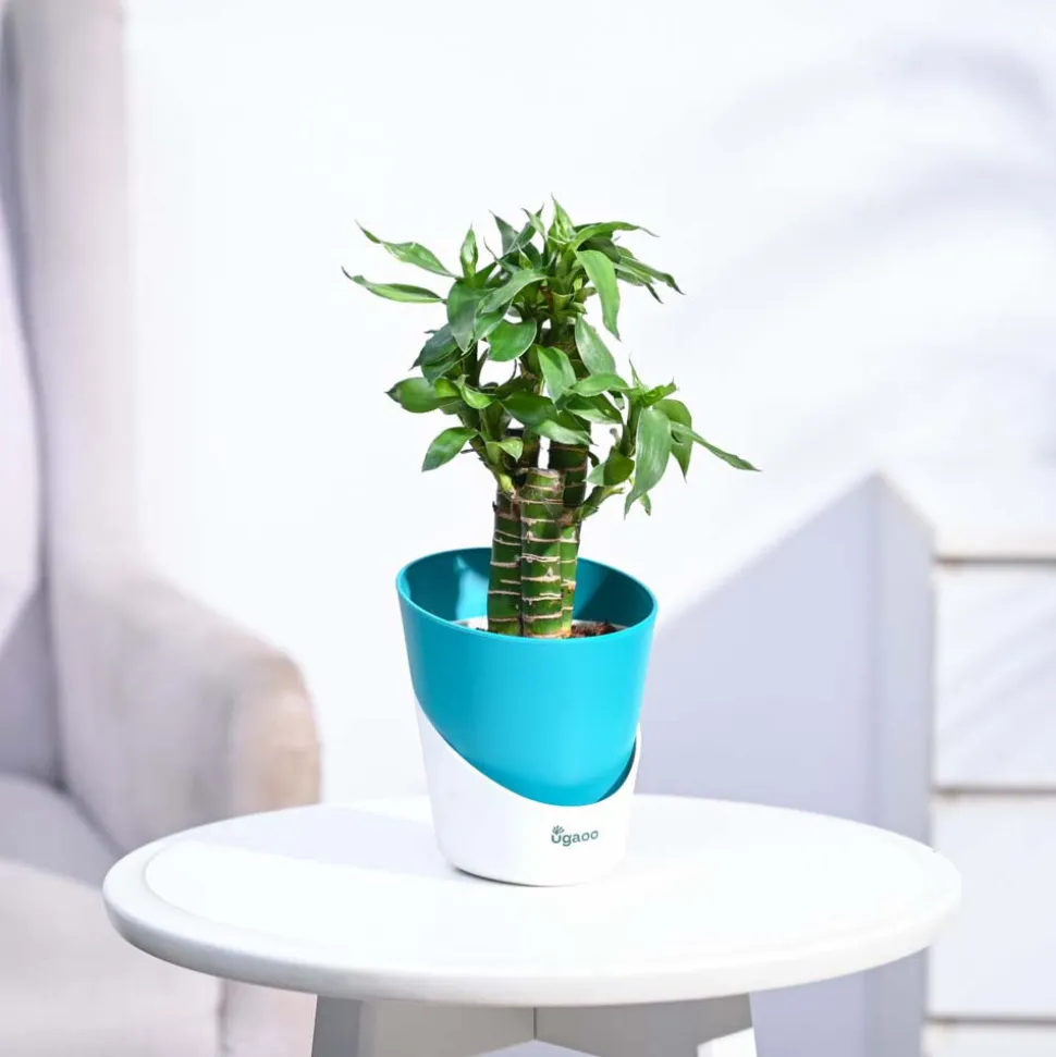 Lotus Bamboo Plant 3 sticks