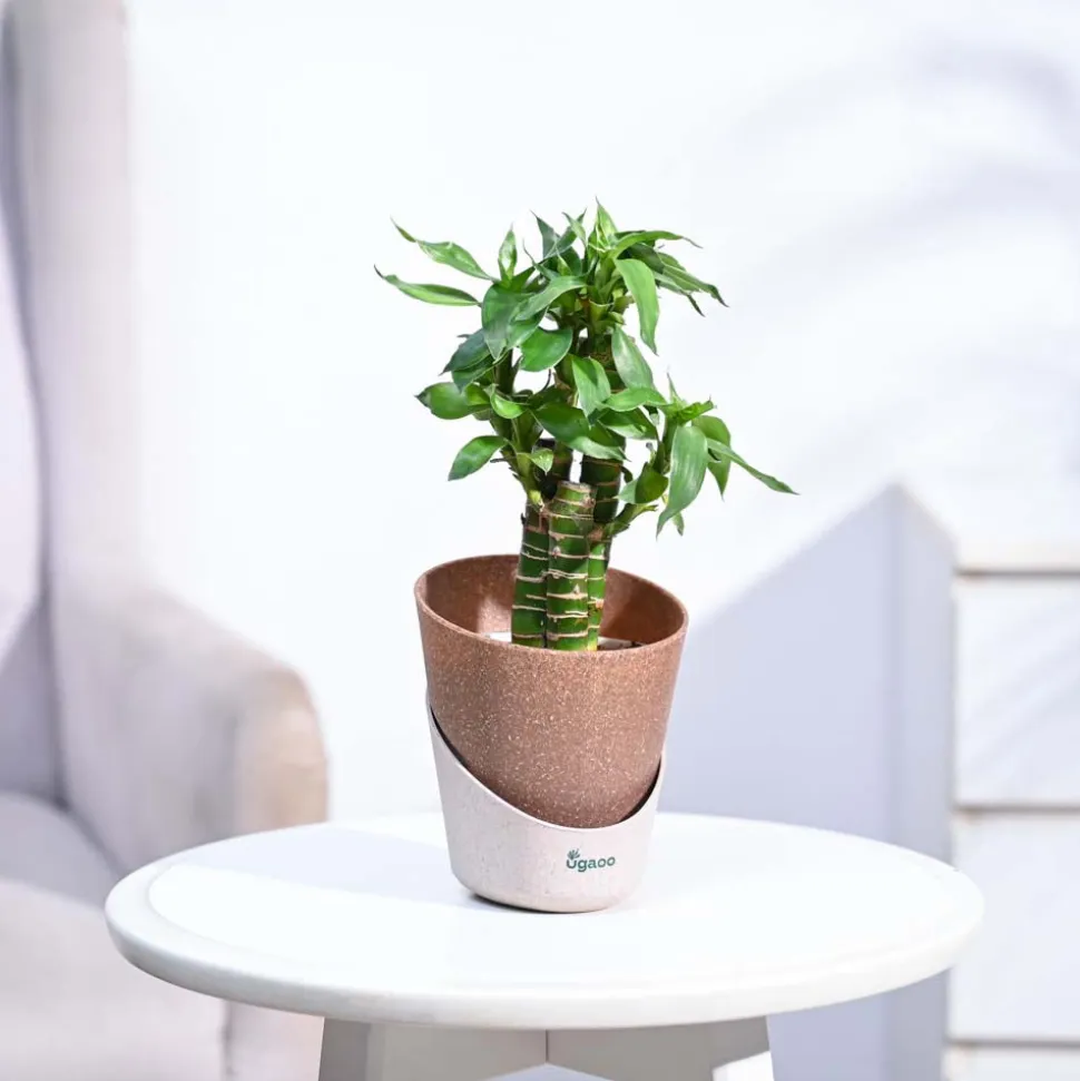 Lotus Bamboo Plant 3 sticks