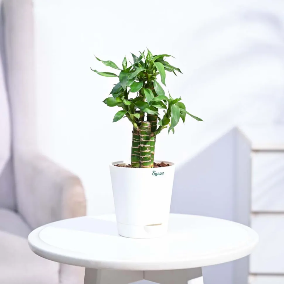 Lotus Bamboo Plant 3 sticks