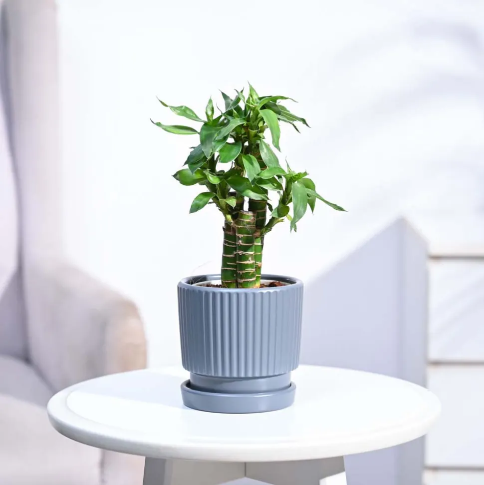 Lotus Bamboo Plant 3 sticks