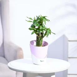 Lotus Bamboo Plant 3 sticks