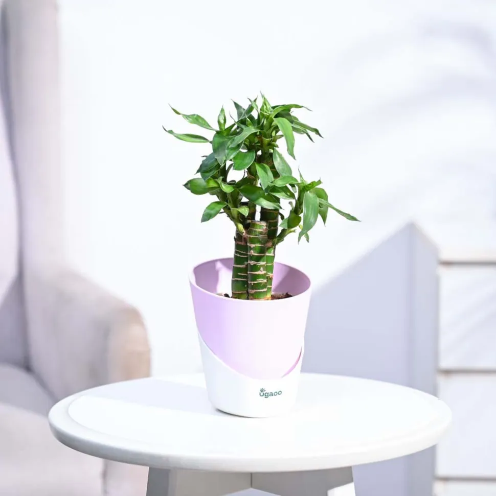 Lotus Bamboo Plant 3 sticks