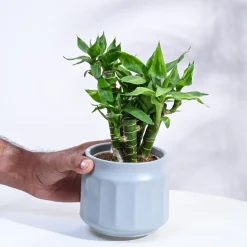 Lotus Lucky Bamboo 5 Sticks