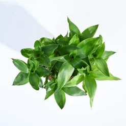 Lotus Lucky Bamboo 5 Sticks