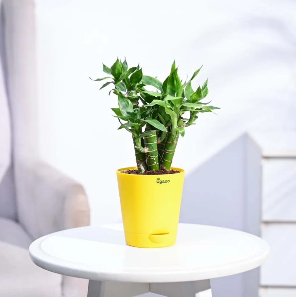 Lotus Lucky Bamboo 5 Sticks