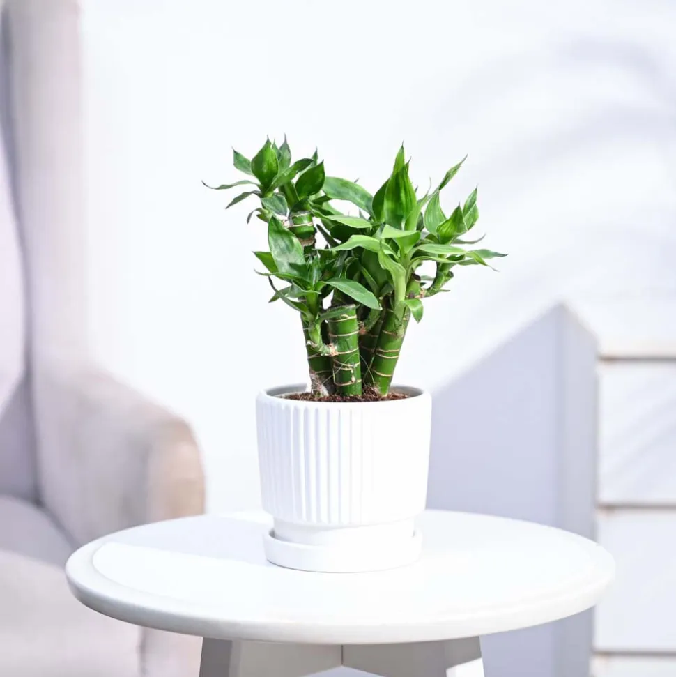 Lotus Lucky Bamboo 5 Sticks