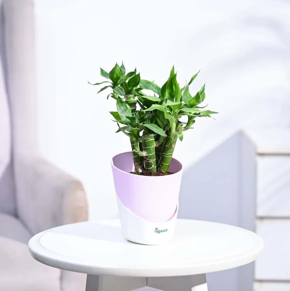 Lotus Lucky Bamboo 5 Sticks