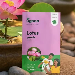 Lotus Seeds