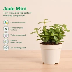 Low-Maintenance Indoor Plant Combo ( Bundle of 4 )