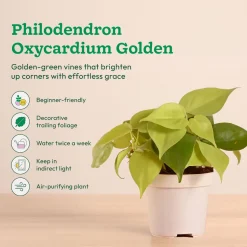 Low-Maintenance Indoor Plant Combo ( Bundle of 4 )