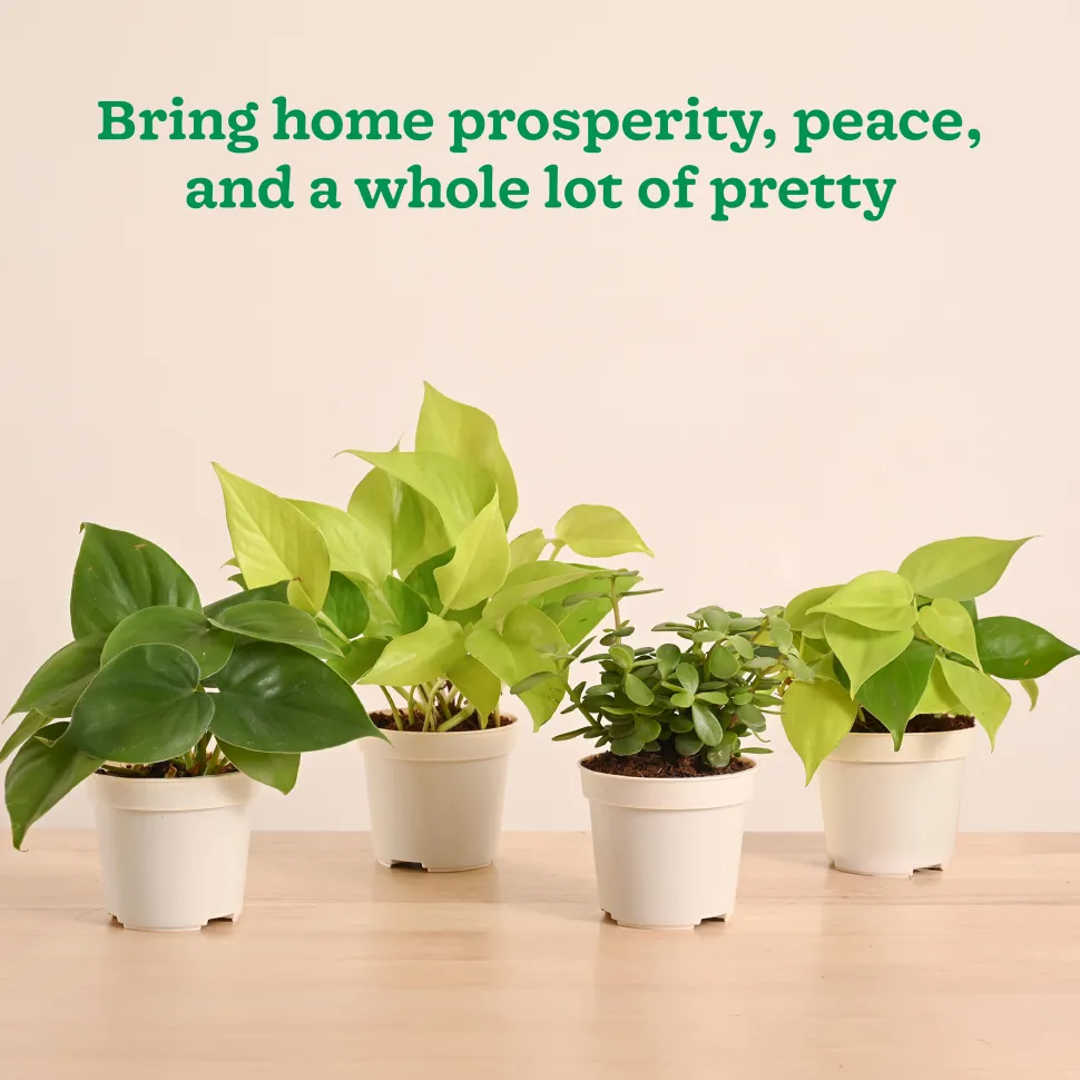 Low-Maintenance Indoor Plant Combo ( Bundle of 4 )