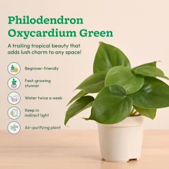 Low-Maintenance Indoor Plant Combo ( Bundle of 4 )