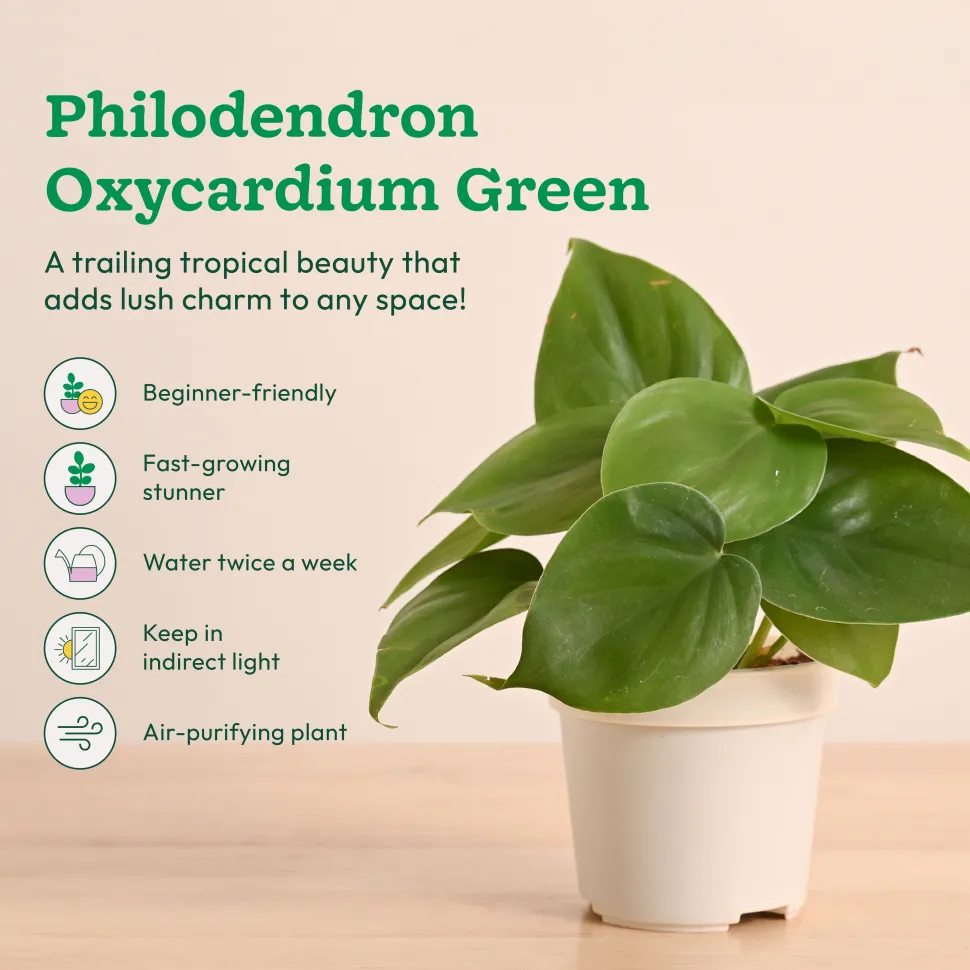 Low-Maintenance Indoor Plant Combo ( Bundle of 4 )