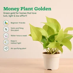 Low-Maintenance Indoor Plant Combo ( Bundle of 4 )