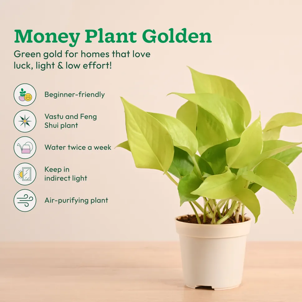Low-Maintenance Indoor Plant Combo ( Bundle of 4 )