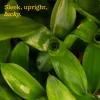 Lucky Bamboo Plant - 2 Layer