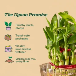 Lucky Bamboo Plant - 2 Layer