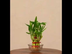Lucky Bamboo Plant - 2 Layer