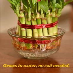 Lucky Bamboo Plant - 3 Layer