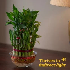 Lucky Bamboo Plant - 3 Layer