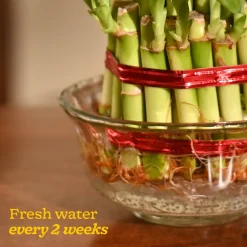 Lucky Bamboo Plant - 3 Layer
