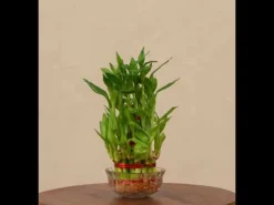 Lucky Bamboo Plant - 3 Layer