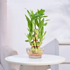 Lucky Bamboo Plant- Pyramid