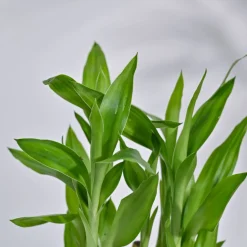 Lucky Bamboo Plant- Pyramid