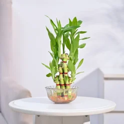 Lucky Bamboo Plant- Pyramid