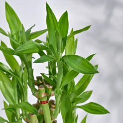 Lucky Bamboo Plant- Pyramid