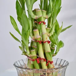 Lucky Bamboo Plant- Pyramid