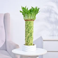 Lucky Wheel Bamboo Plant