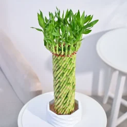 Lucky Wheel Bamboo Plant