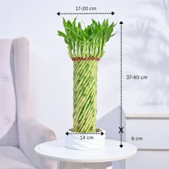 Lucky Wheel Bamboo Plant