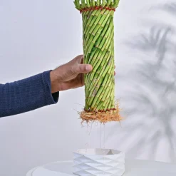 Lucky Wheel Bamboo Plant