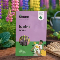 Lupins Seeds