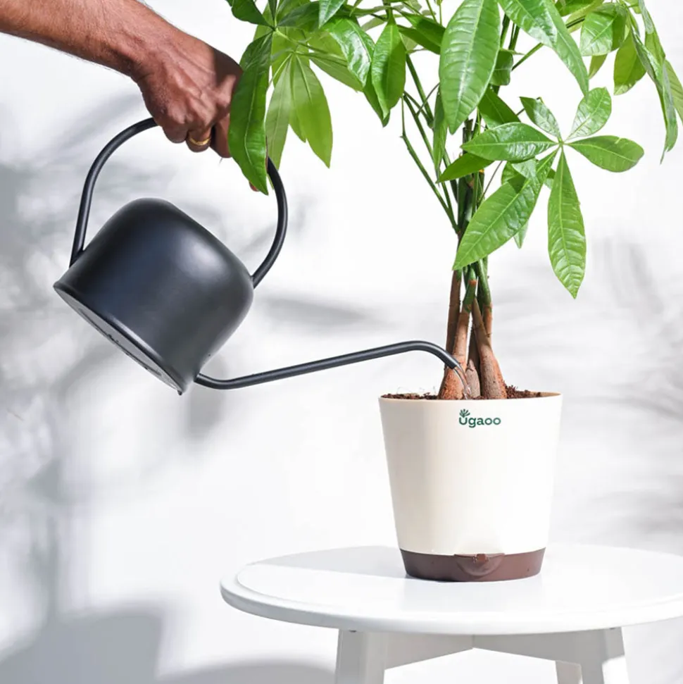Magnum Watering Can