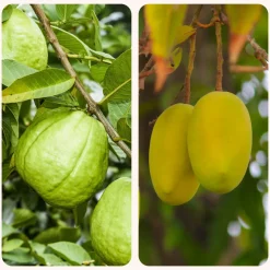 Mango and Guava Fruit Plant Combo with Grow Bag