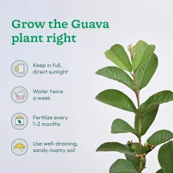 Mango and Guava Fruit Plant Combo with Grow Bag