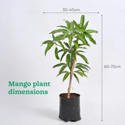 Mango and Guava Fruit Plant Combo with Grow Bag